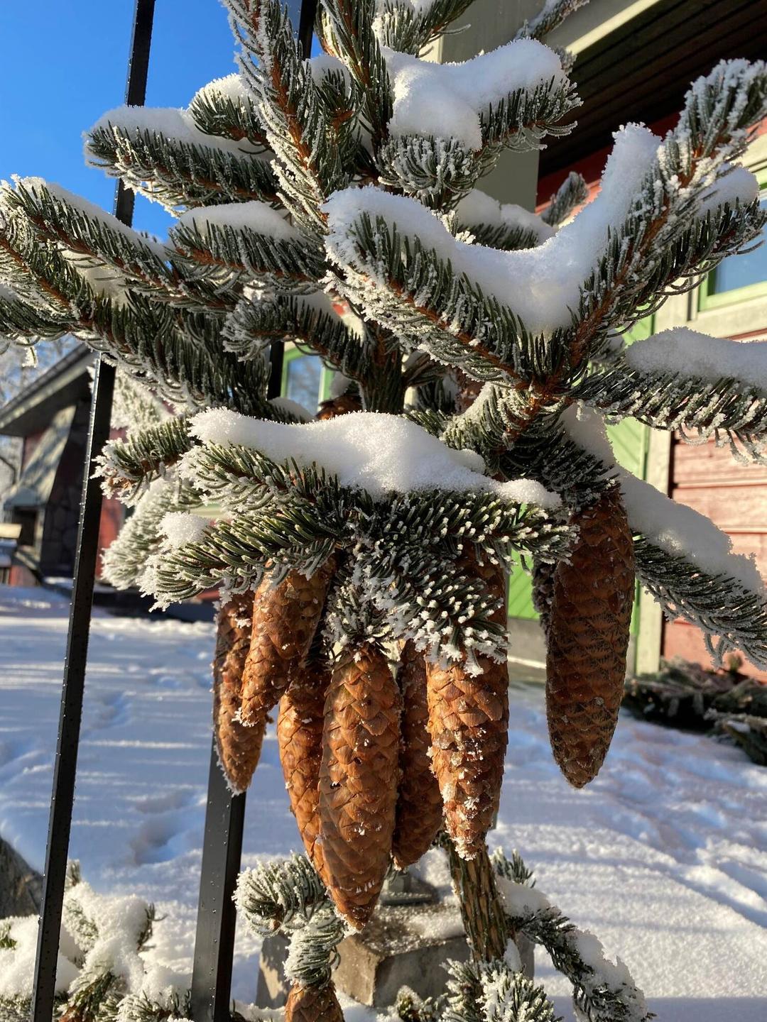 Julmarknad på Ymergården