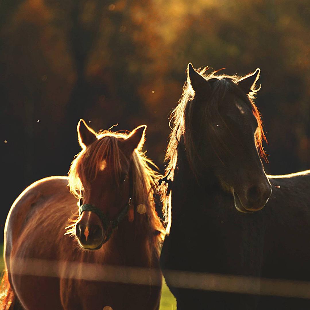 två hästar i solnedgång