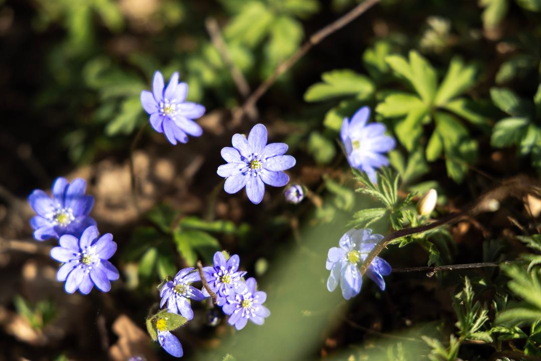 Blåsippor i naturen.