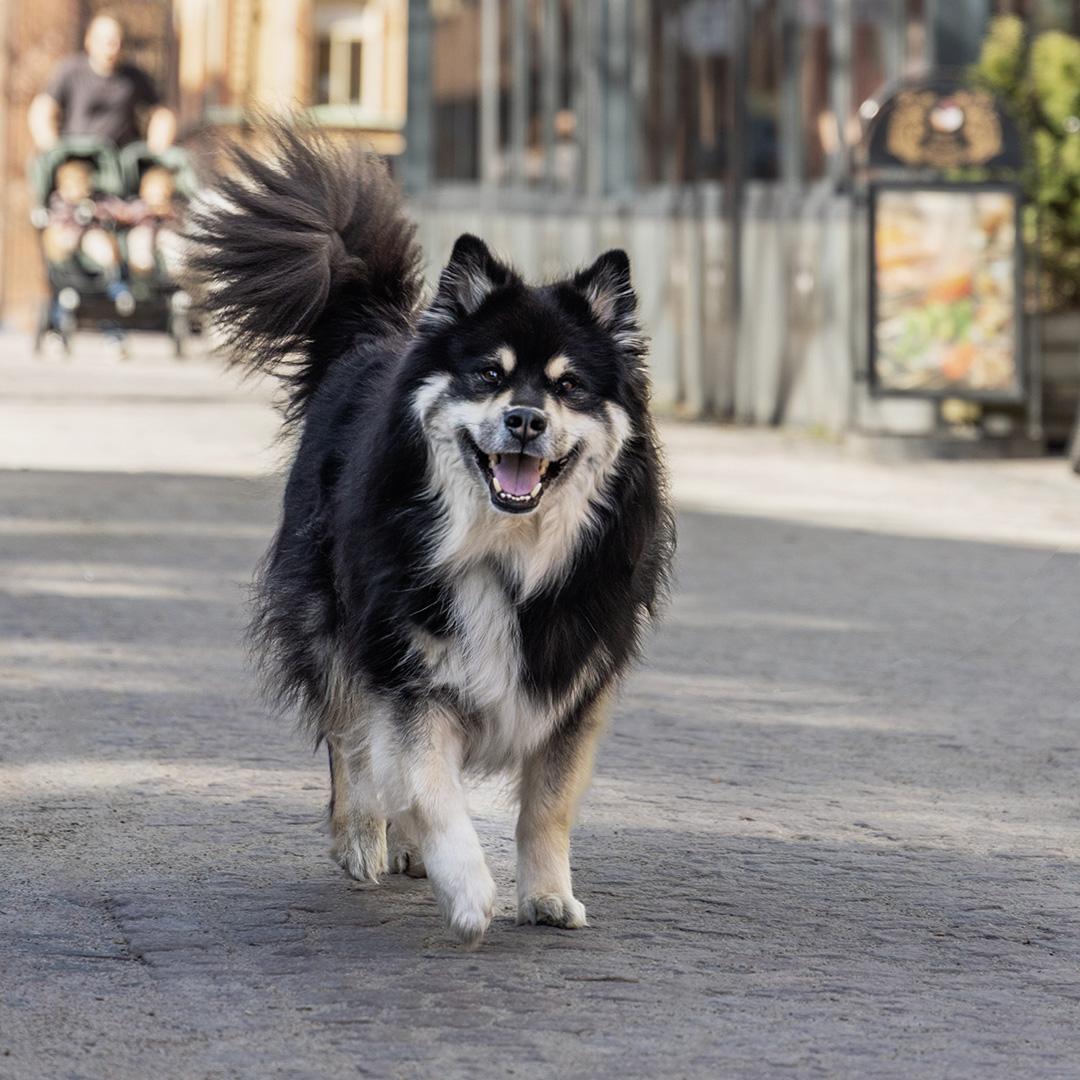 Gående glad hund i stadsmiljö