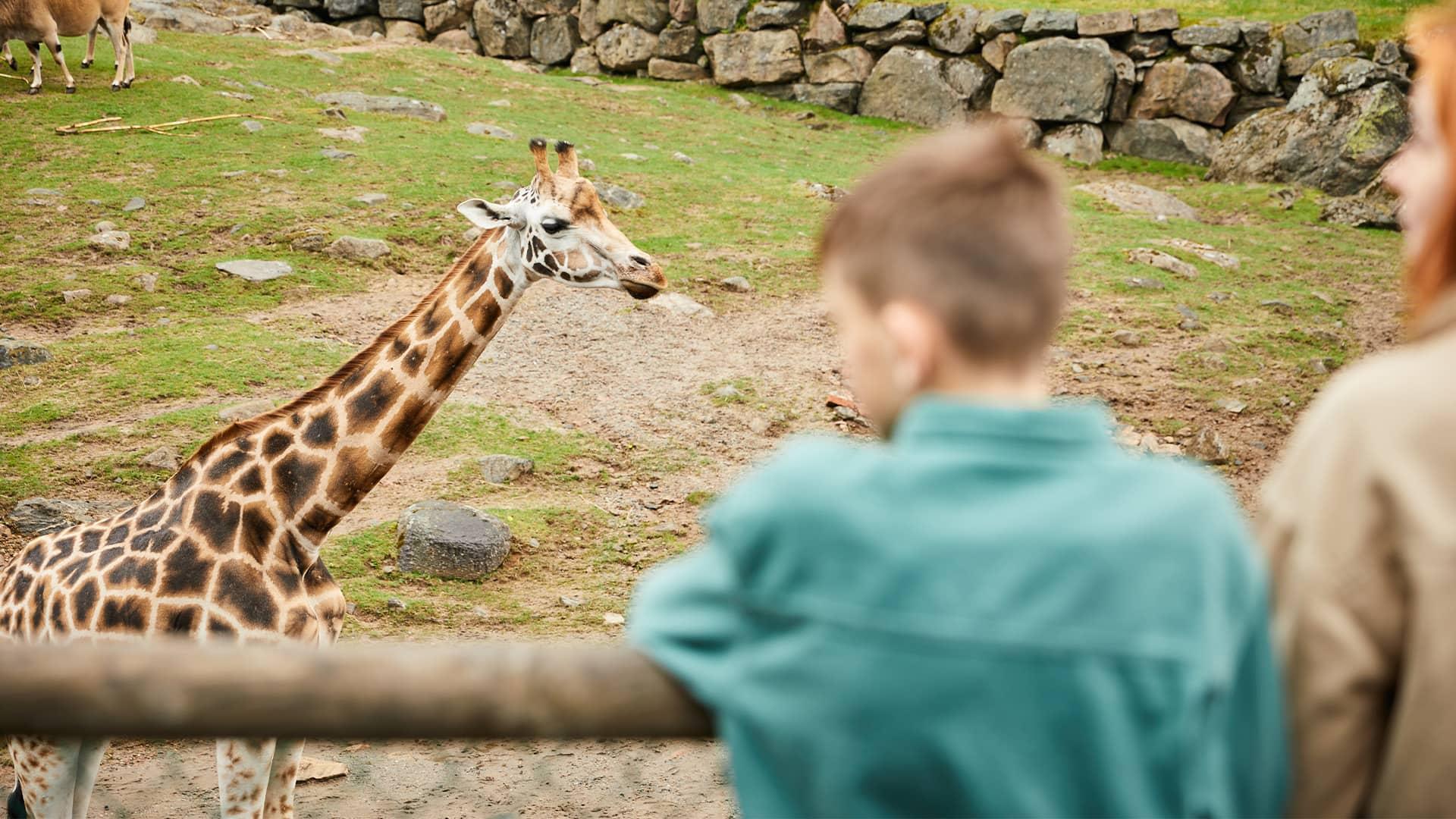 Pojke tittar på en giraff