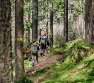 två personer som vandrar i en skog med tallar