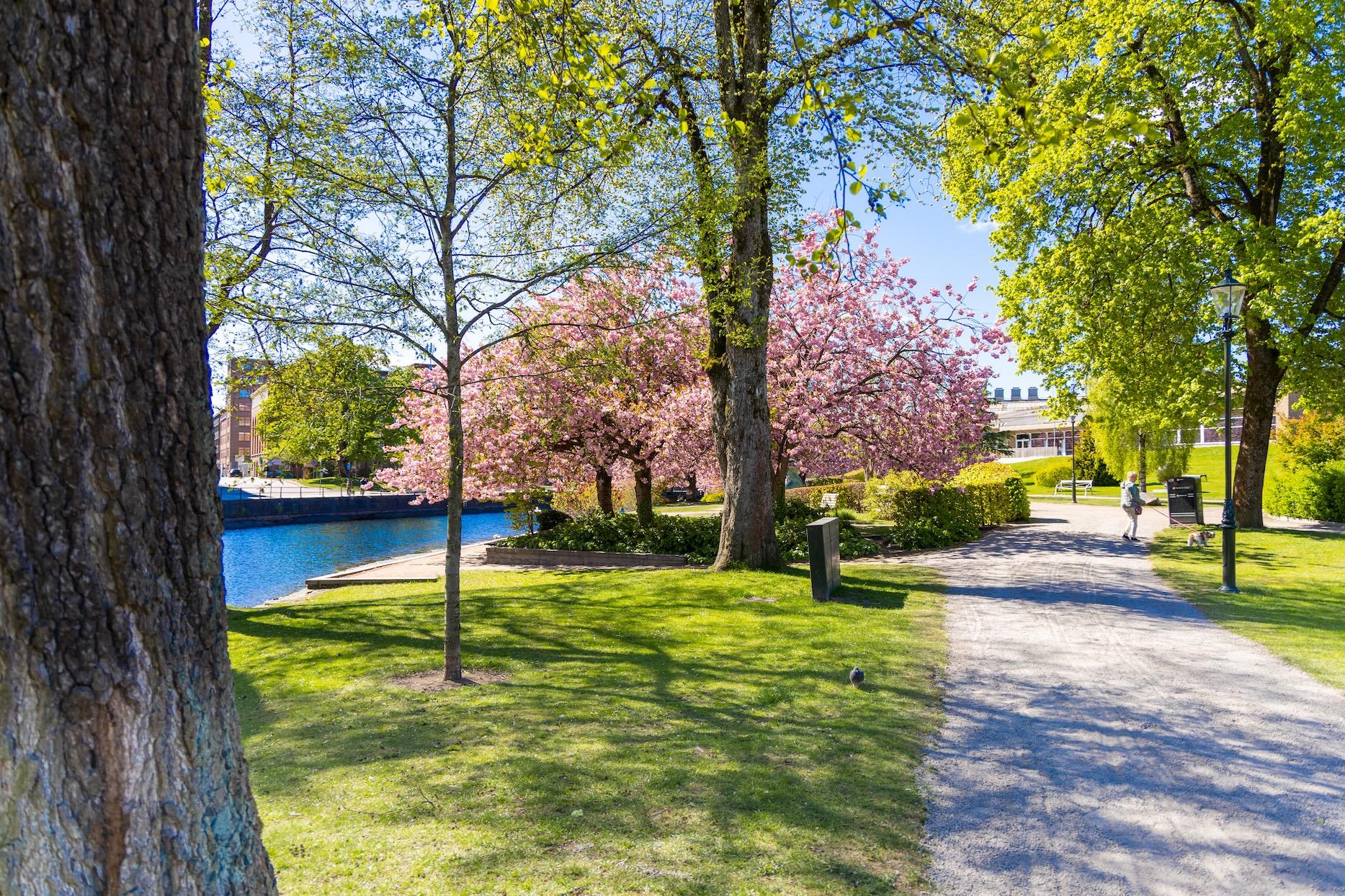 Ett körsbärsträd i en park.