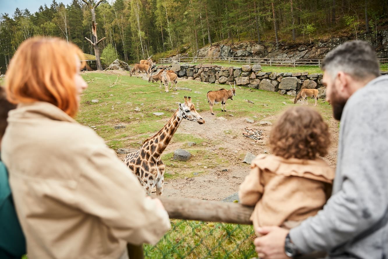 En familj tittar på djur på savannen på Borås Djurpark.