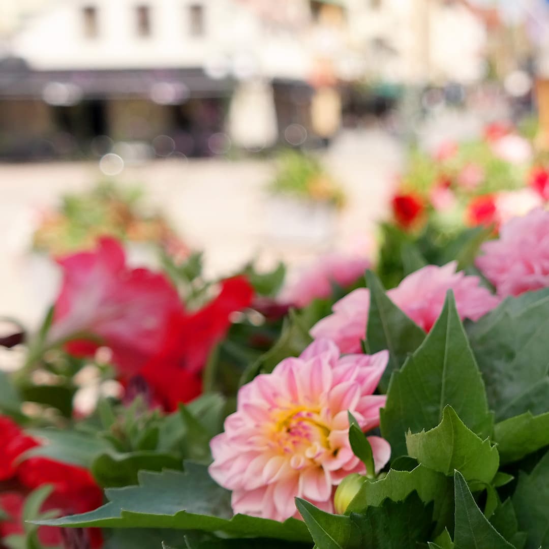 röda och rosa blommor